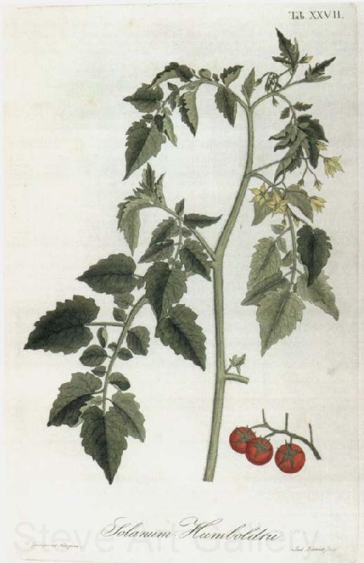 Alexander von Humboldt Lycopersicum esculentum Spain oil painting art